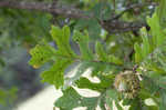 Bur oak